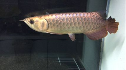 渭南龍魚vs祥龍魚場（探討渭南龍魚與祥龍魚場之間的差異之前需要明確兩個概念）