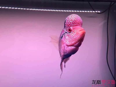 渭南龍魚vs祥龍魚場（探討渭南龍魚與祥龍魚場之間的差異之前需要明確兩個概念）
