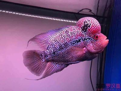 渭南龍魚vs祥龍魚場（探討渭南龍魚與祥龍魚場之間的差異之前需要明確兩個概念）