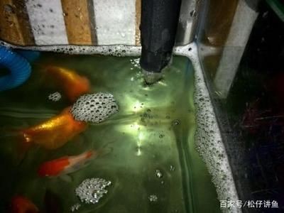 1.5魚缸放多少魚合適呢：1.5米長的魚缸，放多少魚合適