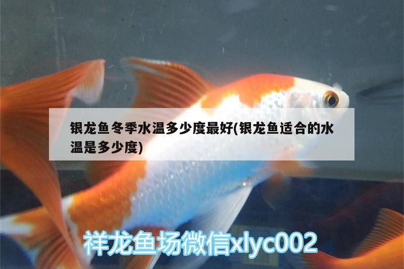 銀龍魚冬季水溫多少度最好(銀龍魚適合的水溫是多少度)