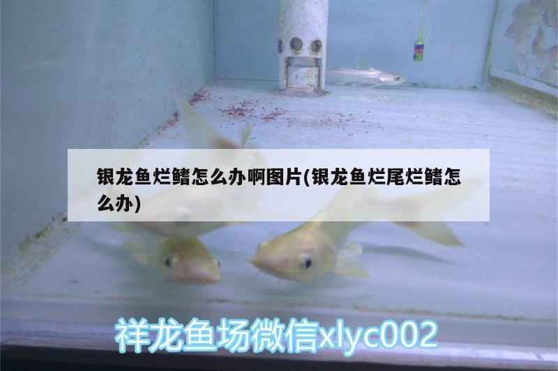 銀龍魚爛鰭怎么辦啊圖片(銀龍魚爛尾爛鰭怎么辦)