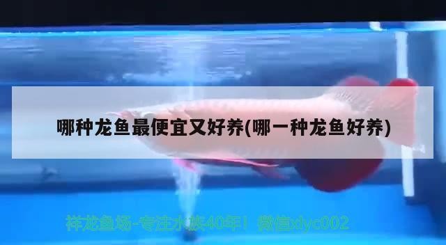 哪種龍魚最便宜又好養(哪一種龍魚好養)