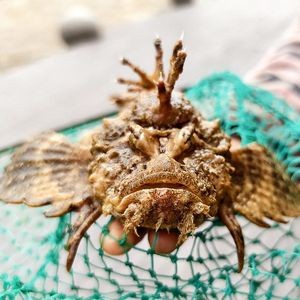 虎魚吃海蝦嗎：虎魚可以吃海蝦嗎