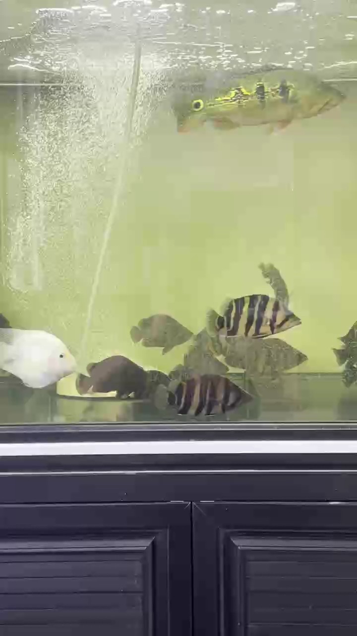 蘇虎，四紋虎