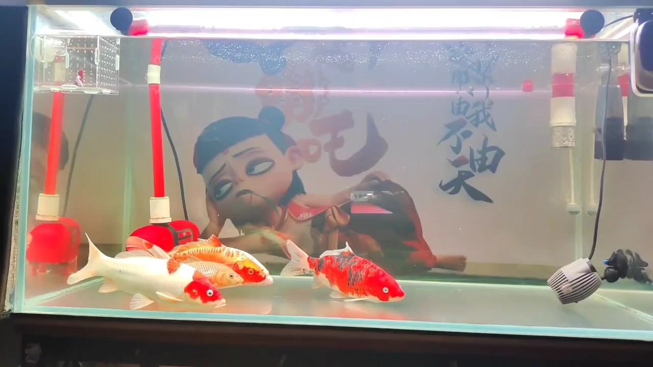 都是冷水魚了