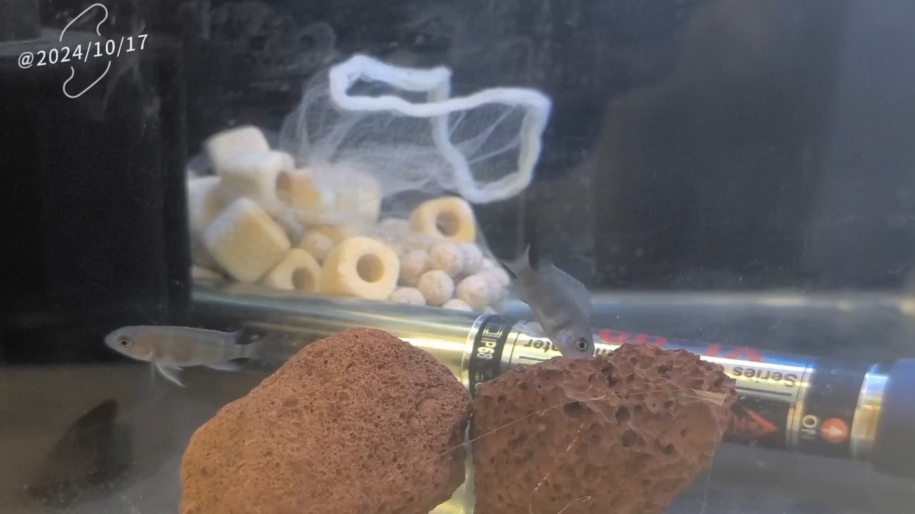 5條小崽崽長大了