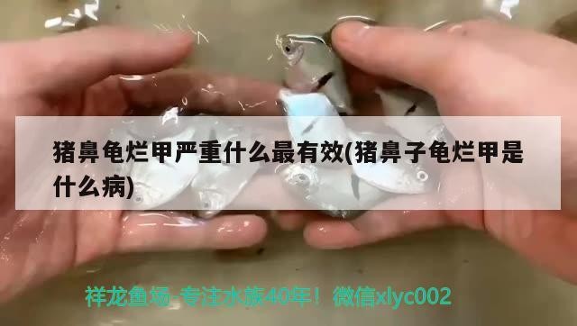 豬鼻龜爛甲嚴重什么最有效(豬鼻子龜爛甲是什么病)