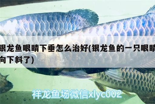 銀龍魚眼睛下垂怎么治好(銀龍魚的一只眼睛向下斜了)
