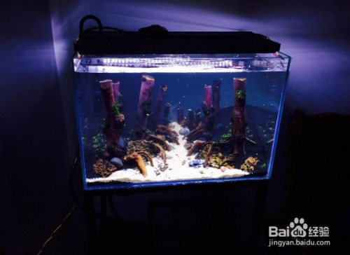 哪種燈魚魚缸里能繁殖