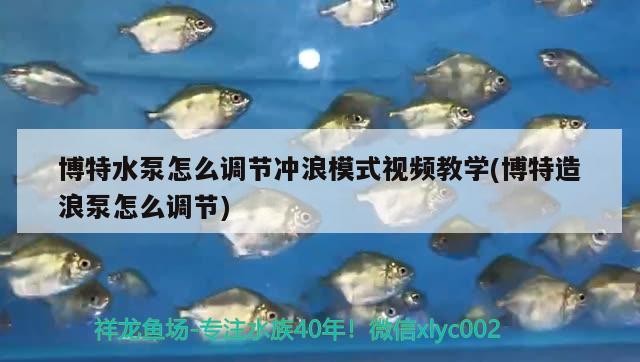 博特水泵怎么調節沖浪模式視頻教學(博特造浪泵怎么調節) 博特水泵怎么調節沖浪模式視頻教學(博特造浪泵怎么調節) 博特水族