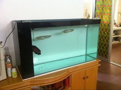 60cm的魚(yú)缸能養(yǎng)銀龍嗎：銀龍魚(yú)的混養(yǎng)技巧銀龍魚(yú)的繁殖技巧銀龍魚(yú)的混養(yǎng)技巧