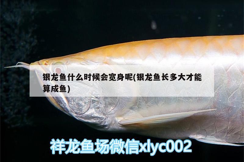 銀龍魚什么時候會寬身呢(銀龍魚長多大才能算成魚)