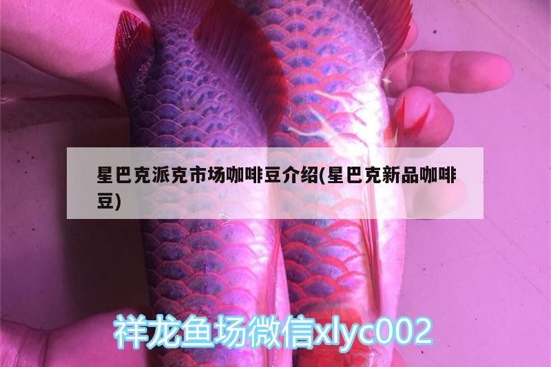星巴克派克市場咖啡豆介紹(星巴克新品咖啡豆)