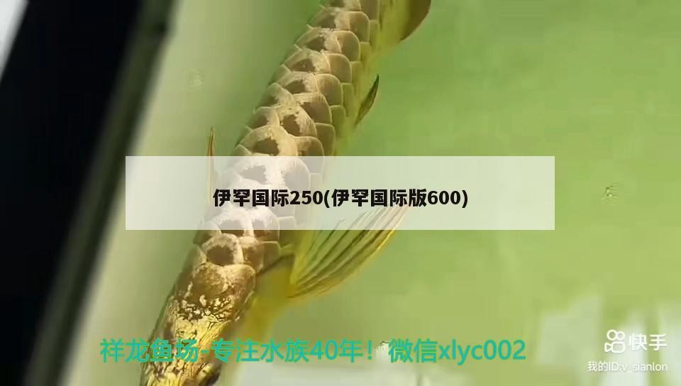 伊罕國際250(伊罕國際版600)