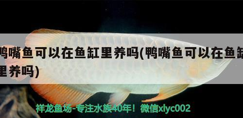鄭州市惠濟(jì)區(qū)錦榮水族店