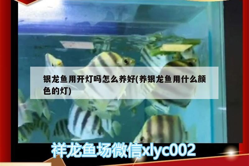 銀龍魚用開燈嗎怎么養好(養銀龍魚用什么顏色的燈)