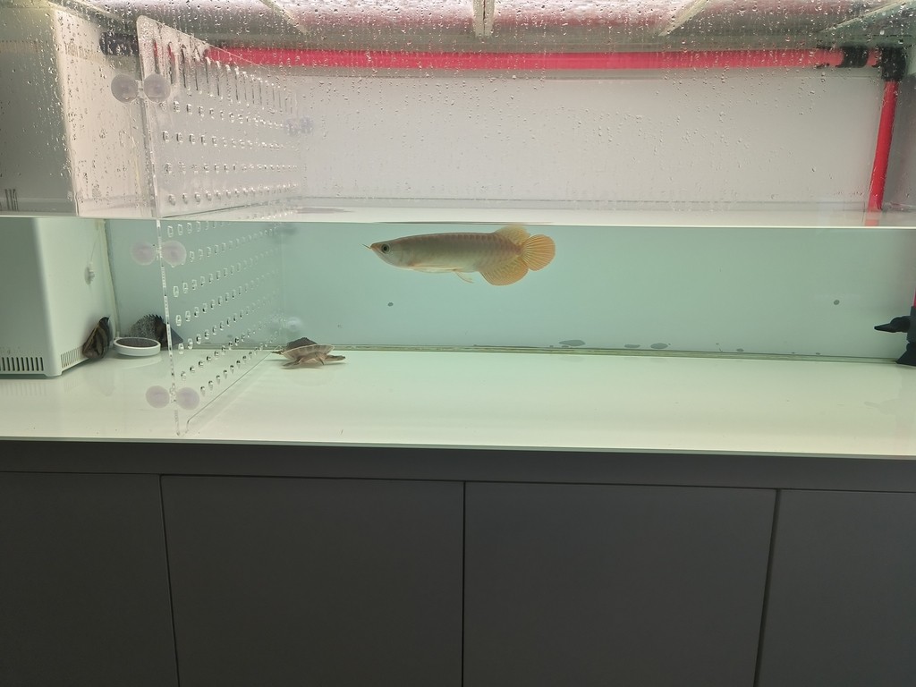日常更新 日常更新 龍魚論壇 第1張