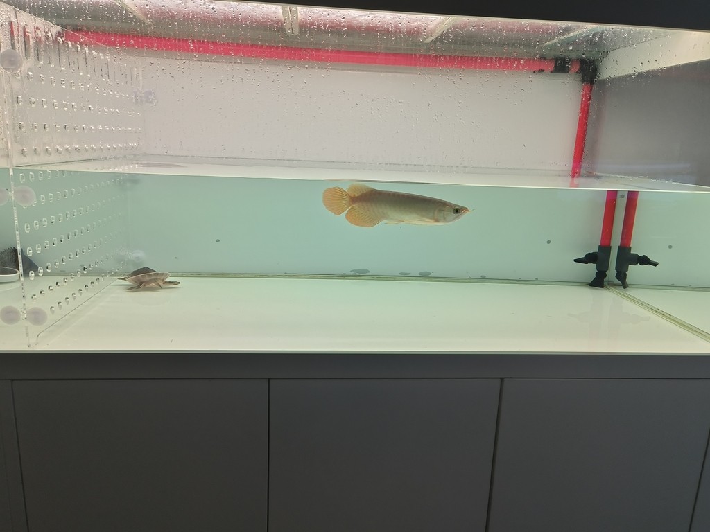 日常更新 日常更新 龍魚論壇 第2張