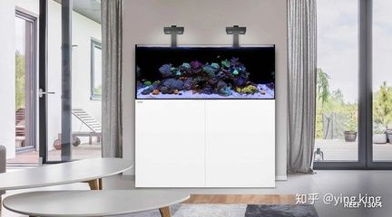 90的魚缸多少錢：90cm魚缸一般價格范圍以及選購指南
