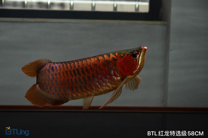 長葛市索樂手機店