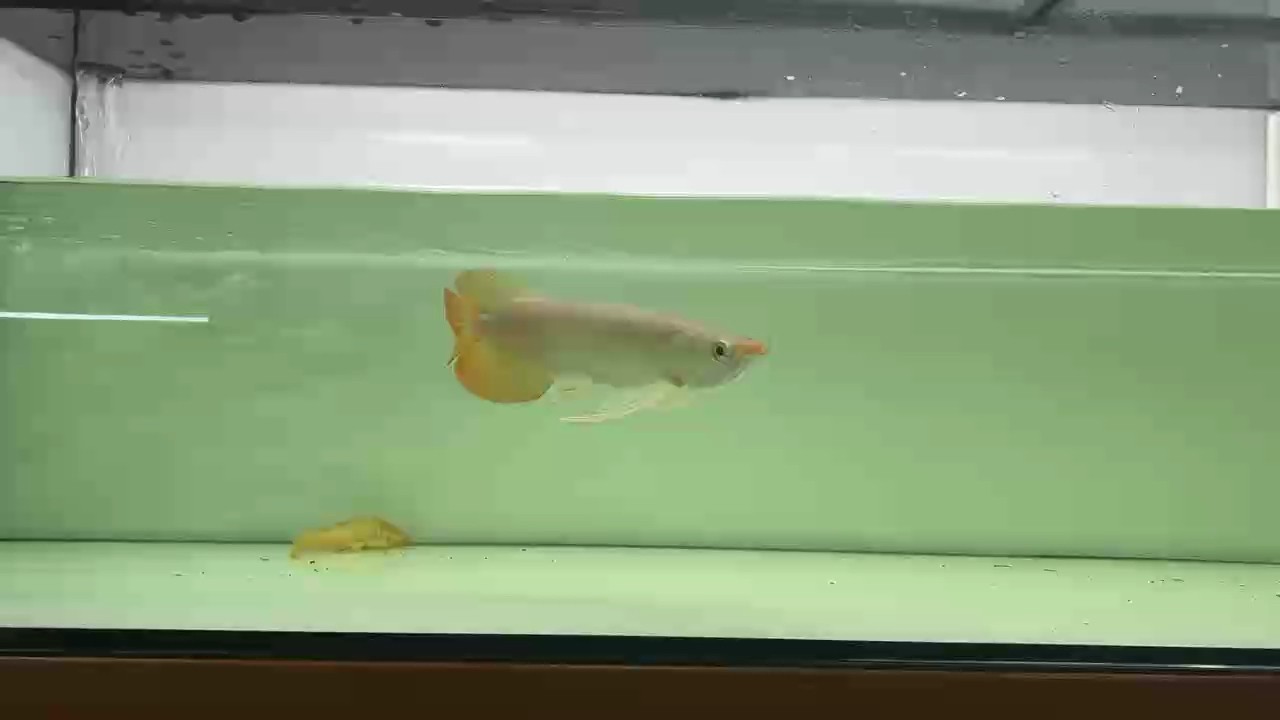 一眼傾情！