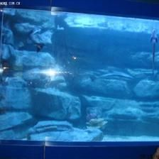 四平水族館vs祥龍魚場（四平水族館與祥龍魚場的區別）