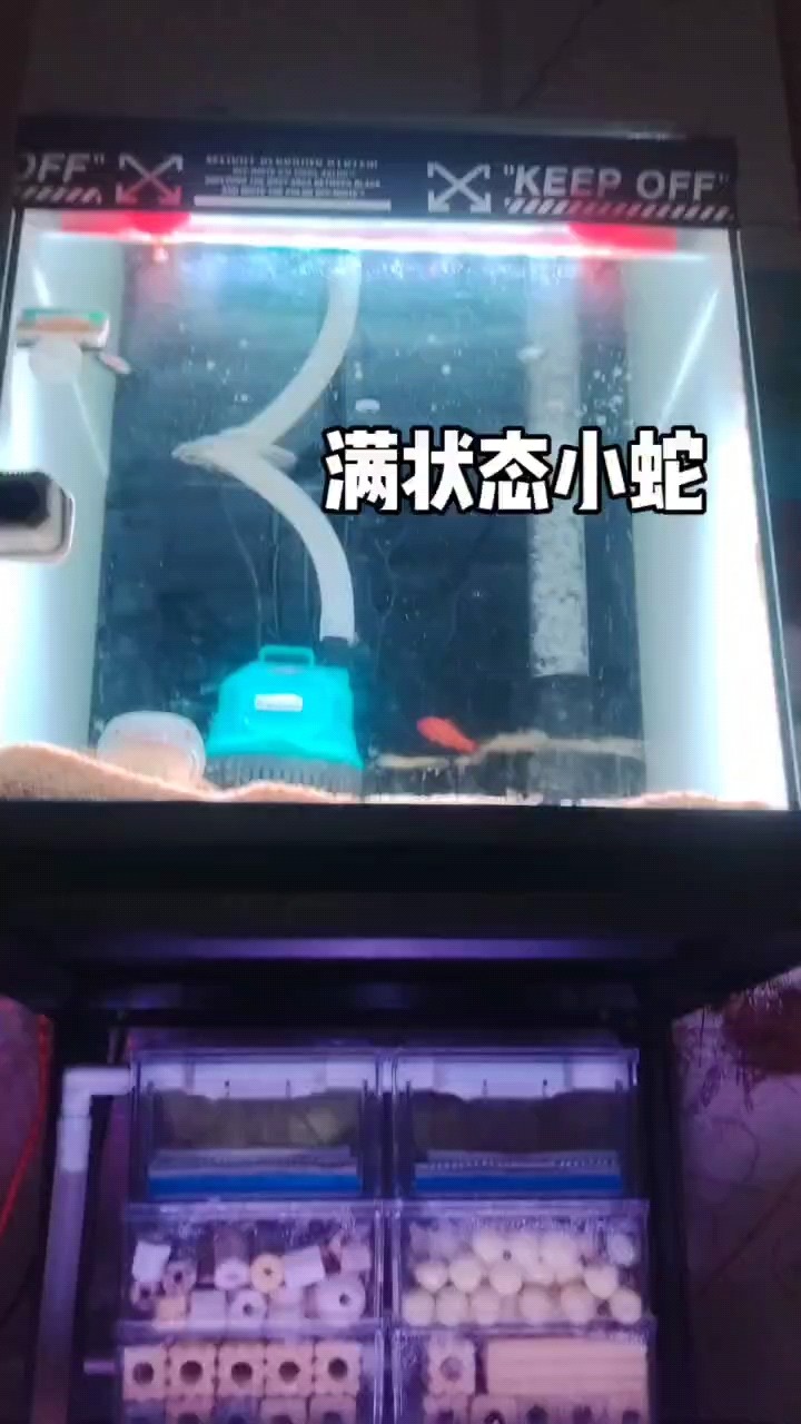 單缸兇殘小蛇丸[cahan]看見(jiàn)大麥蟲(chóng)沒(méi)命
