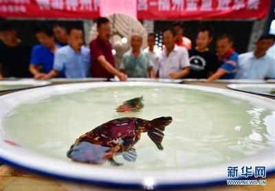 40魚缸養蘭壽：40升水的魚缸適合養殖蘭壽金魚嗎？