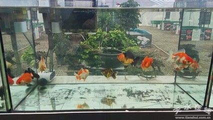 40魚缸養蘭壽：40升水的魚缸適合養殖蘭壽金魚嗎？