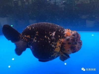 40魚缸養蘭壽：40升水的魚缸適合養殖蘭壽金魚嗎？