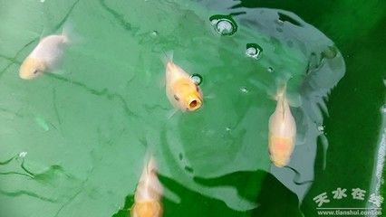 40魚缸養蘭壽：40升水的魚缸適合養殖蘭壽金魚嗎？