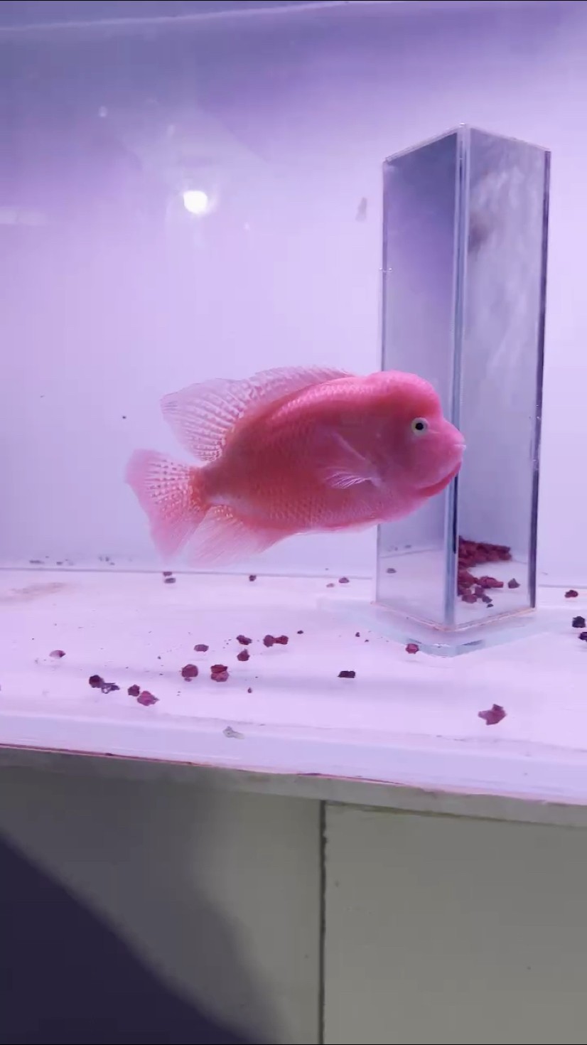 越南小寶馬