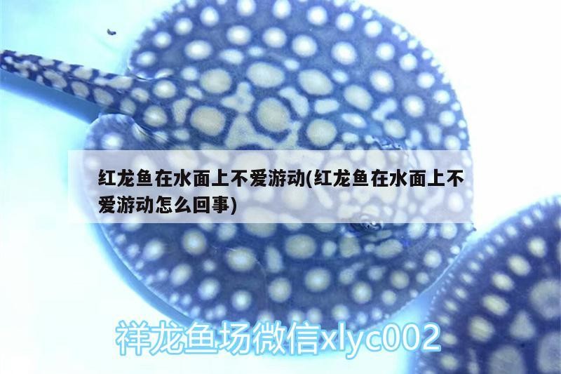 嘉峪關嘉寶源水族店