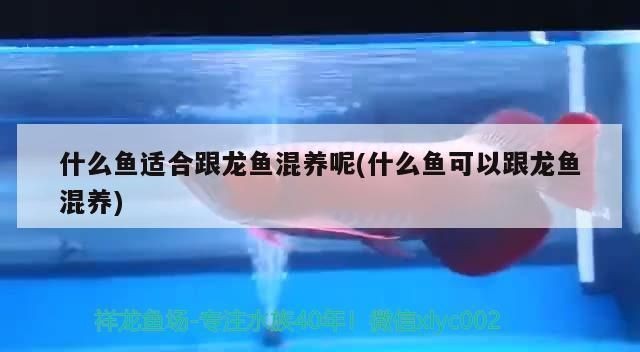 龍魚打傷喂點(diǎn)什么食物好呢vs祥龍魚場：在龍魚受傷期間可以喂食嗎