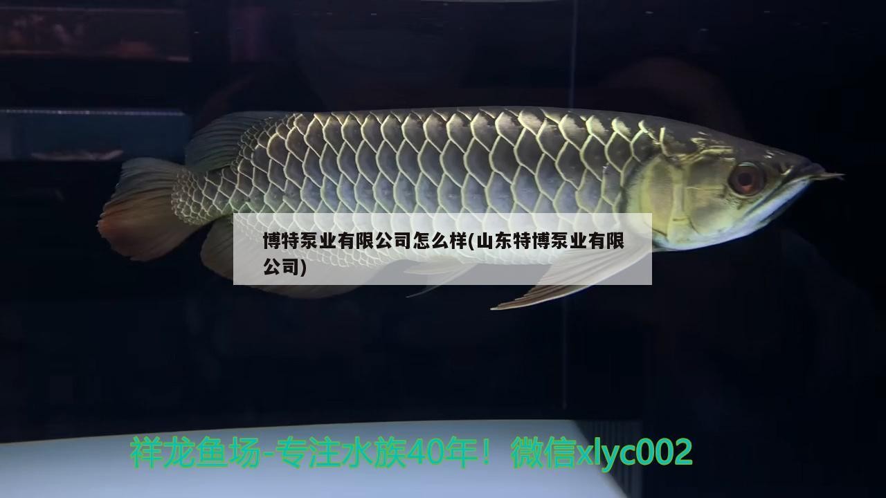 博特泵業(yè)有限公司怎么樣(山東特博泵業(yè)有限公司)