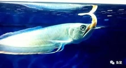 魟魚爬缸掉下來翻身翻不過來怎么回事：魟魚爬缸掉下來翻不過來怎么回事