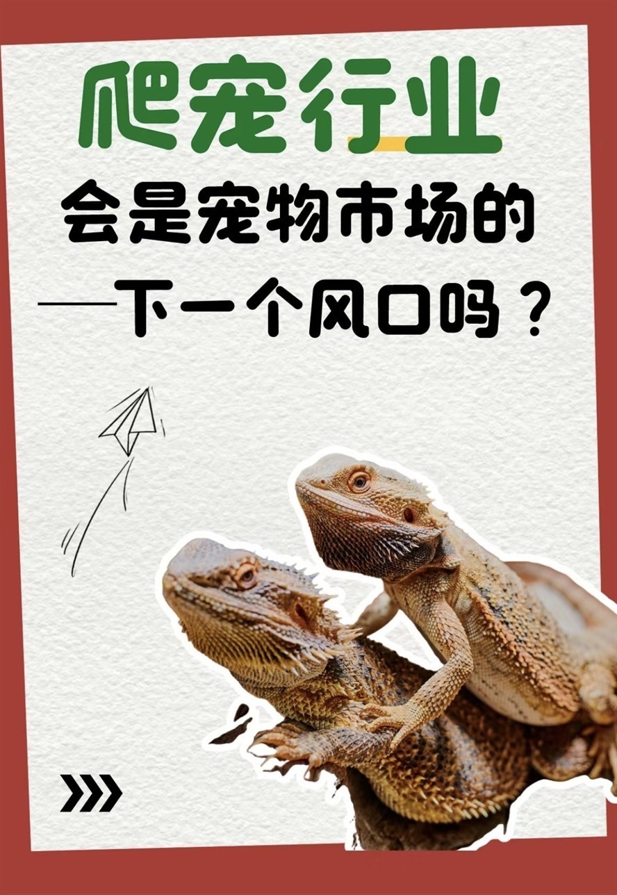 爬寵會成為寵物市場的新星嘛?