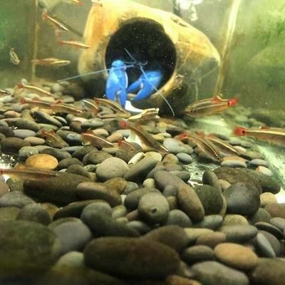 30的魚缸養多少蝦：30立方厘米的魚缸適合養多少蝦