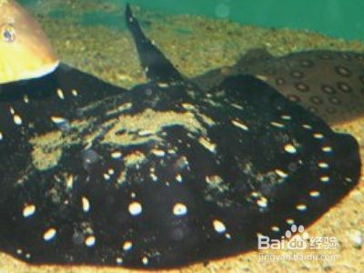 魟魚清潔魚缸嗎能養(yǎng)嗎：[需手動填充]魚能清潔魚缸嗎