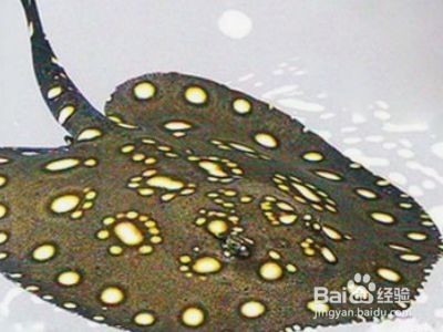 魟魚清潔魚缸嗎能養(yǎng)嗎：[需手動填充]魚能清潔魚缸嗎
