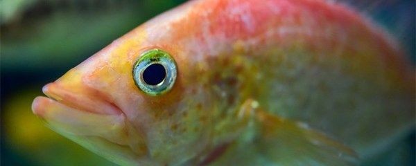 龍魚不充氧可以嗎