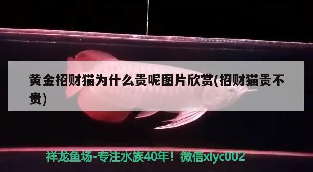 伊罕加熱棒已經調到極限：伊罕加熱棒加熱升不上去