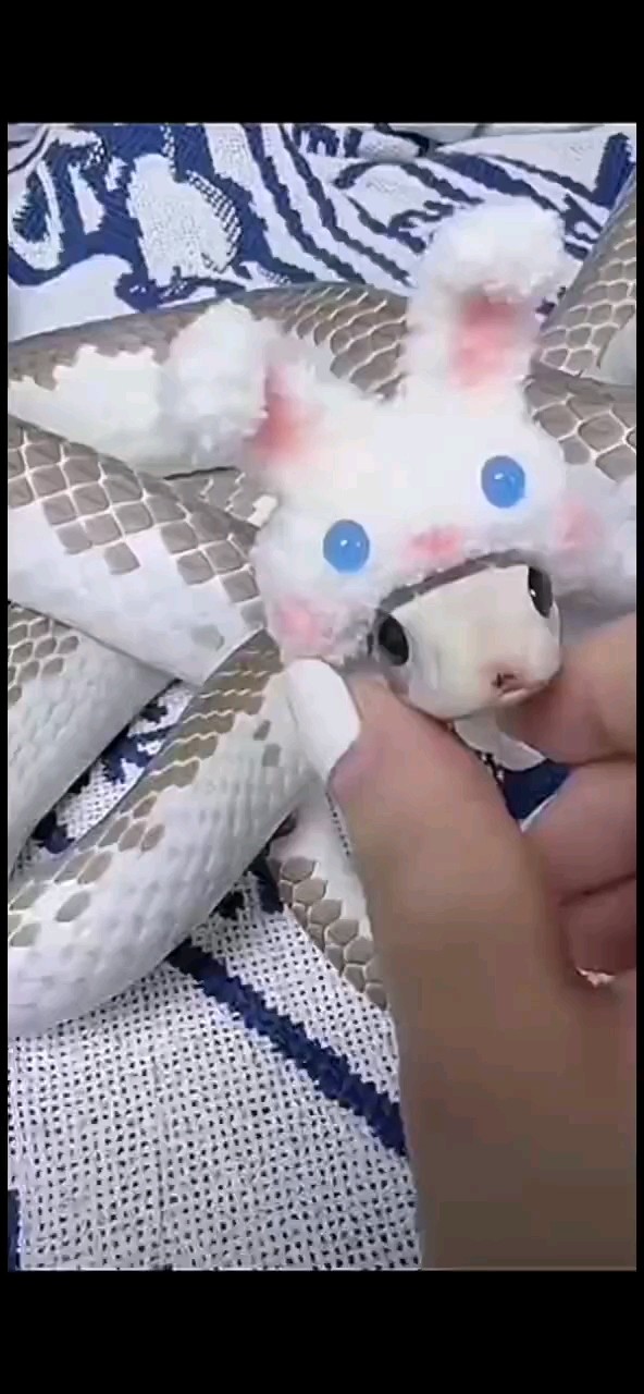 出成體白邊滑鼠