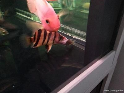 印尼虎魚缸怎么造景：印尼虎魚生活的魚缸環境，印尼虎魚缸怎么造景 印尼虎魚缸怎么造景：印尼虎魚生活的魚缸環境，印尼虎魚缸怎么造景 虎魚百科 第2張