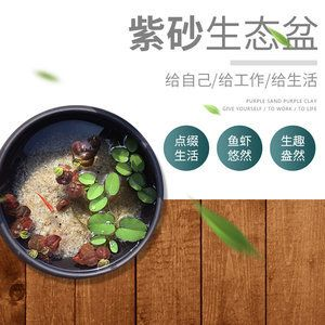 印尼虎魚缸怎么造景：印尼虎魚生活的魚缸環境，印尼虎魚缸怎么造景 印尼虎魚缸怎么造景：印尼虎魚生活的魚缸環境，印尼虎魚缸怎么造景 虎魚百科 第3張