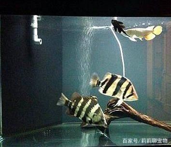虎魚變色原理圖：關(guān)于虎魚變色原理圖