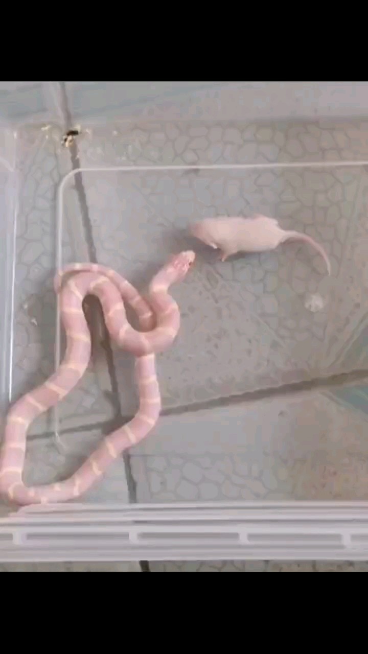 吃飯中的蛇有多兇