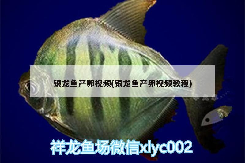 銀龍魚產卵視頻(銀龍魚產卵視頻教程)