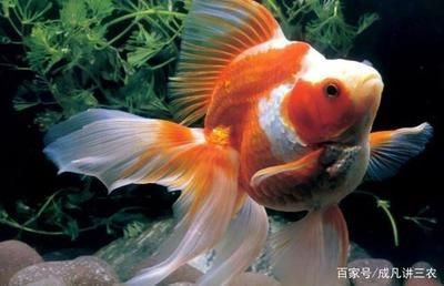 90魚缸可以養多少條金魚：90魚缸適宜飼養金魚數量